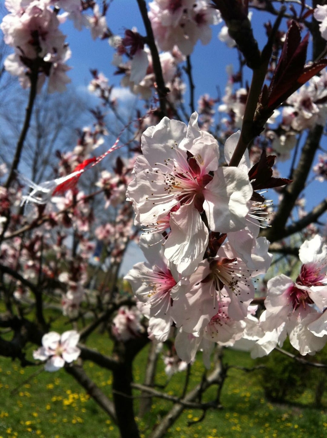 Martisor: salutiamo l'arrivo della primavera 