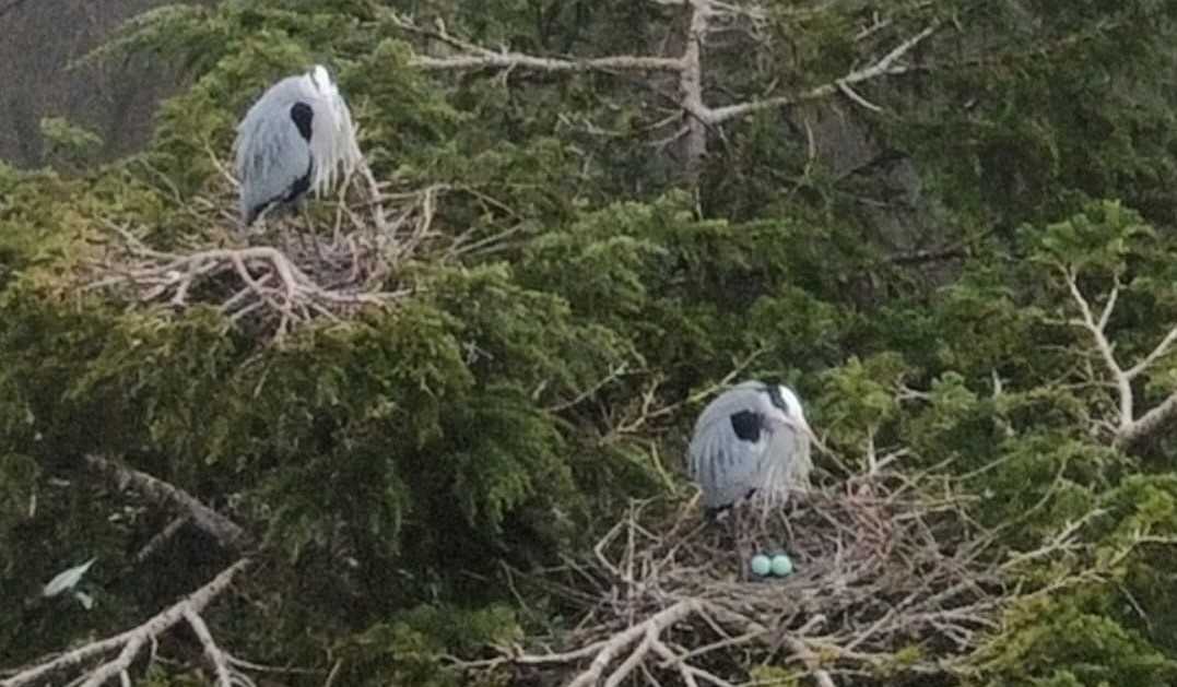 Natura Pievese: mese di febbraio