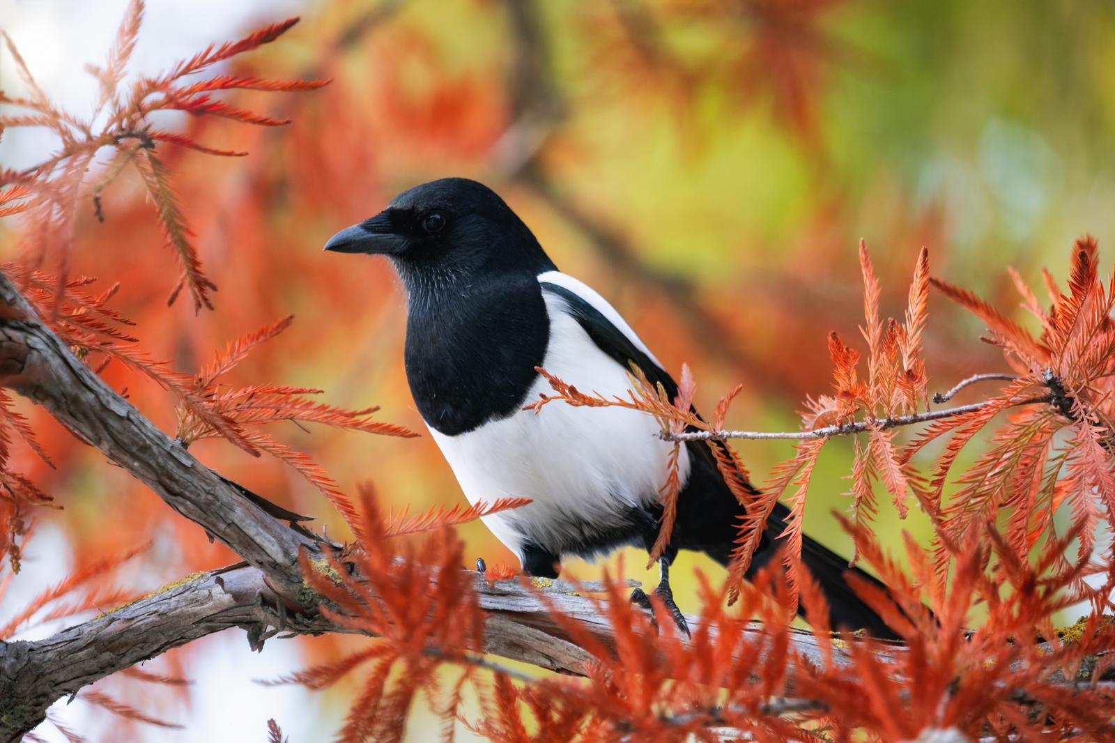 Natura Pievese: mese di dicembre